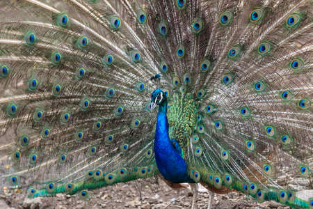 Peacock in the zooの写真素材