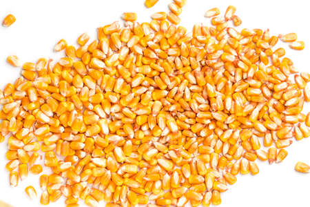 Corn in white background