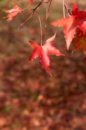 Yellowing leaves on autumn trees