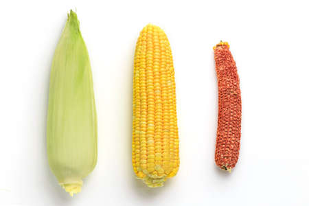 Corncobs on white background