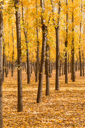 Yellow leaves fall to the ground in autumnの写真素材