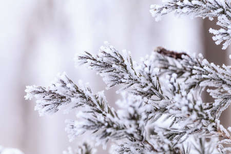 Winter frost covered plants
