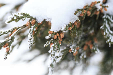 Winter frost covered plants