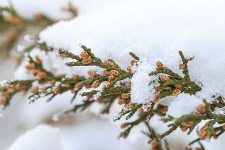Winter frost covered plantsの写真素材