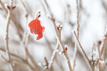 Winter frost covered plantsの写真素材