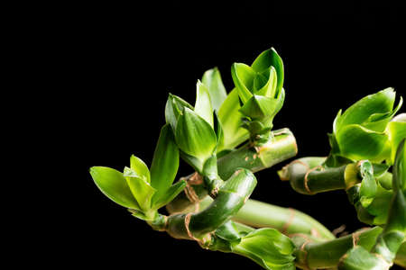 Lucky bamboo on  black background