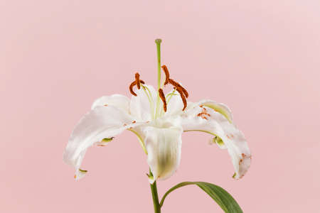 Close-up of white lilyの写真素材