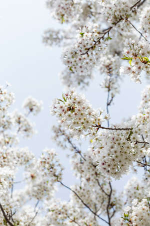 Beautiful cherry blossoms in spring