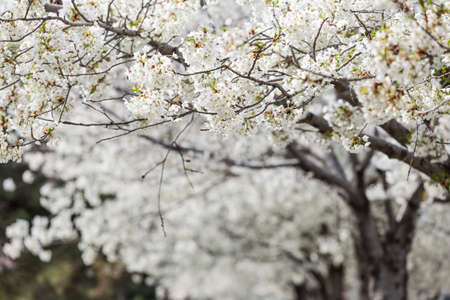 Beautiful cherry blossoms in springの写真素材