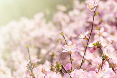 The peach blossoms  in spring