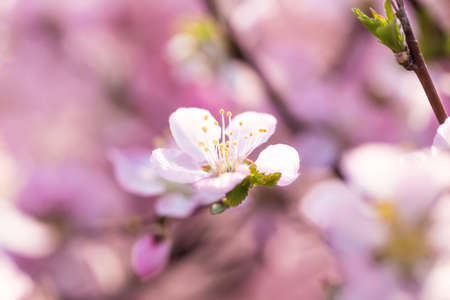 The peach blossoms  in springの写真素材