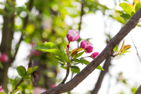 Pink Chinese flowering crabappleの写真素材