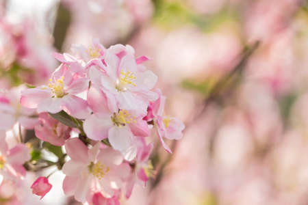 Pink Chinese flowering crabapple