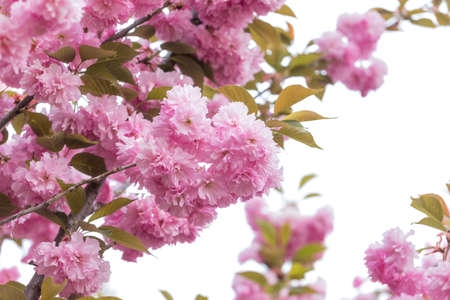 Prunus lannesiana Wils in bloom in the parkの写真素材