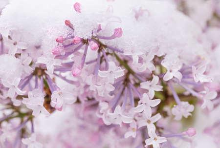 Lilac flowers covered in icicles