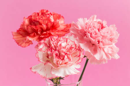 Close-up of carnations on pink backgroundの写真素材