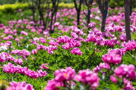 Peony flowers in the parkの写真素材