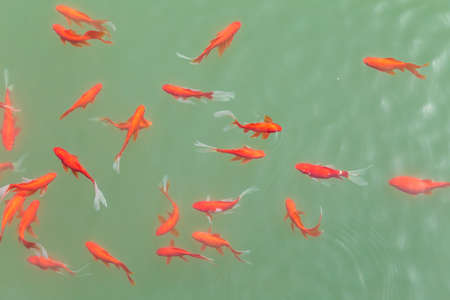 Carp in the park pond
