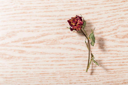 Withered rose flowerの写真素材