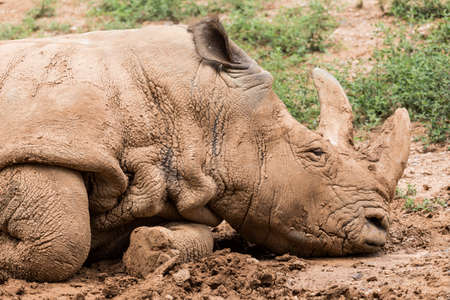 A rhinoceros in the mudの写真素材