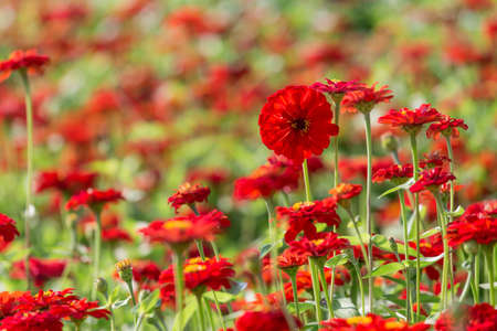 Zinnias grown in the parkの写真素材