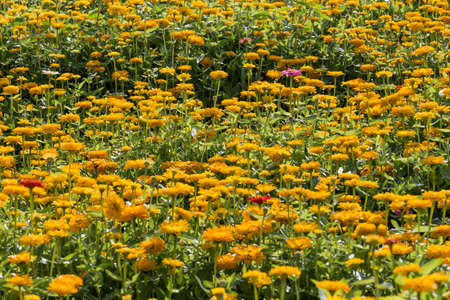 Zinnias grown in the park