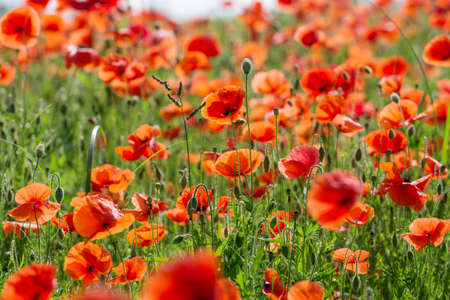 Poppies in the park