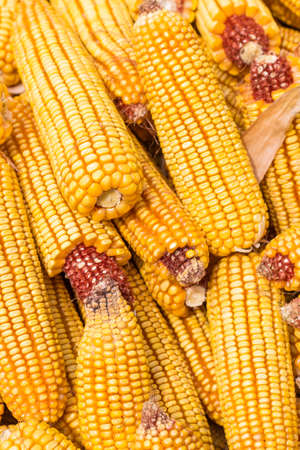 Corn harvested in autumnの写真素材