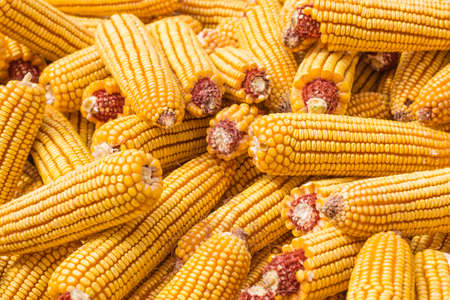 Corn harvested in autumnの写真素材