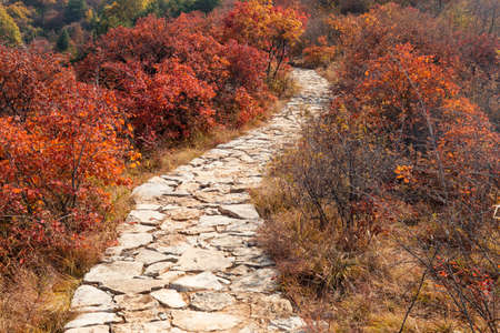 Path in the autumn forestの写真素材