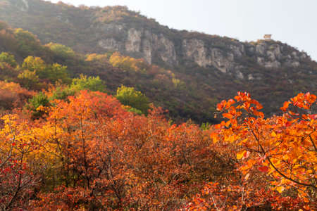 The leaves on the mountain turn yellow in autumn