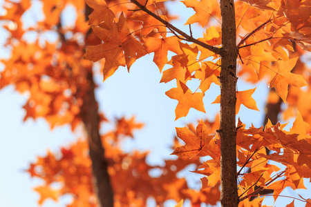 Yellow leaves in autumn
