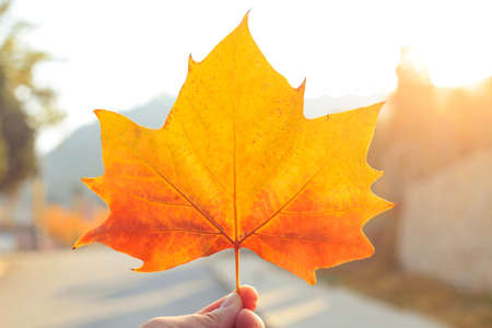 autumn Leave in girl handの写真素材