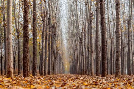Autumn leaves and trees