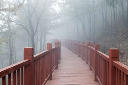 The wooden steps in the forest disappeared in thick fogの写真素材