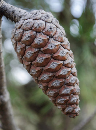 pine cones, from pine tree, cedar, and seed, forest nature, and natural, wood landscape, beauty,...
