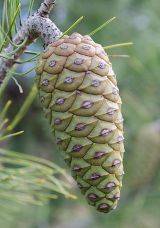 pine cones, from pine tree, cedar, and seed, forest nature, and natural, wood landscape, beauty,...