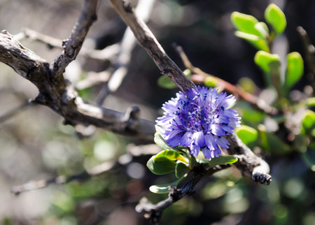 flowers and roses plant, a great nature of spring, blossom of rose, beautiful landscape, magic...
