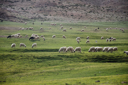 Sheep grazing on the meadow, high atlas moroccoの写真素材