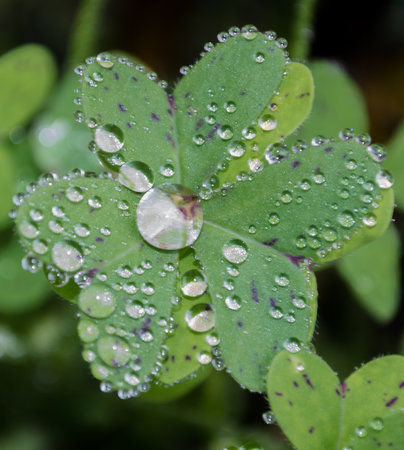 water drops on the green leaves. Glistening water droplet on vibrant green leaf Nature's jewels...