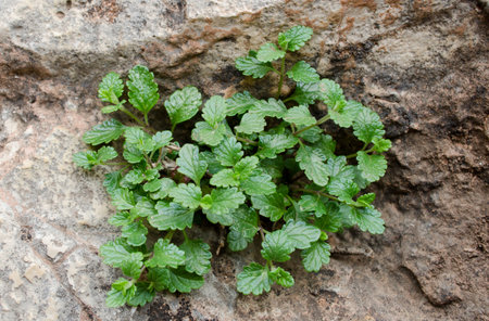 green plant growing on a stone wall in the garden, stock photo, closeup of green leaves, Shallow depth of fieldの写真素材