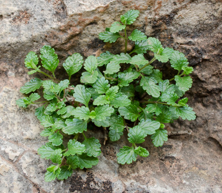 green plant growing on a stone wall in the garden, stock photo, closeup of green leaves, Shallow depth of fieldの写真素材
