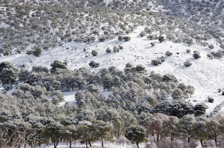 Snow covered pine trees, winter in high atlas mountain, Frozen nature, ice and snow, cold landscape, beauty stream. deep mountains Moroccoの写真素材