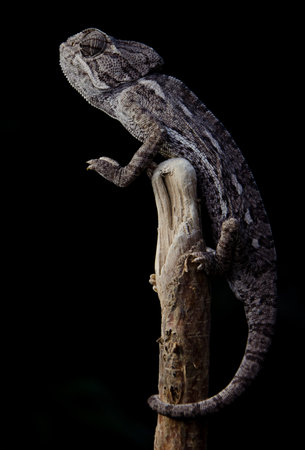 Chameleon on black background, Chamaeleo calyptratusの写真素材