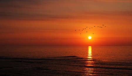 birds flying by the sunsetの写真素材