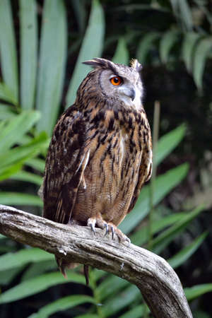 Eagle Owlの写真素材