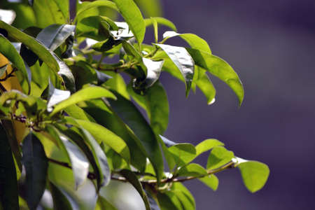 Natureの写真素材