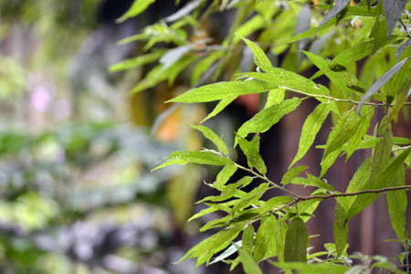 Natureの写真素材