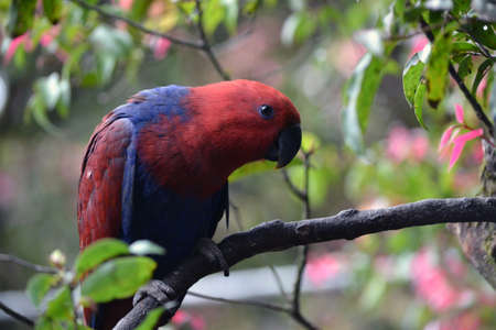 Red Chattaring Lory Birdの写真素材
