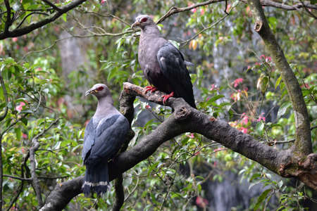 The Twins Pigeonの写真素材